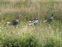 Turkeys